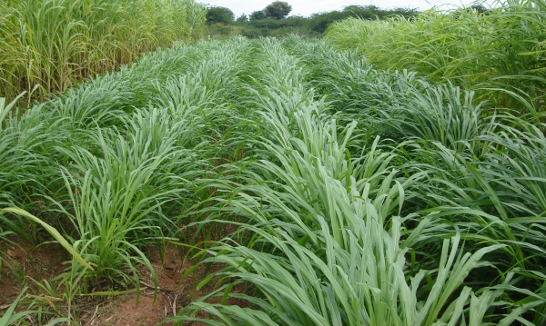 Green Fodder (????)