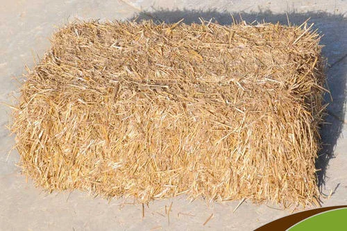 Dry Fodder (???? ????)